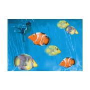Rainbow Reef Rainbow Reef Fish